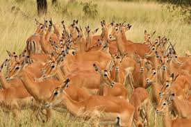 The Gazelles in the golden grasslands of the Ngorongoro Crater floor